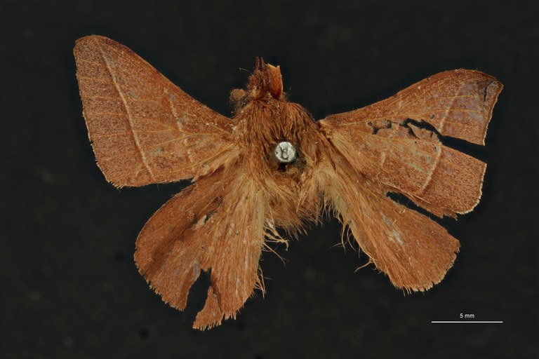 Syrastrena minor malaccana ht D.jpg Syrastrena minor malaccana ht D.jpg