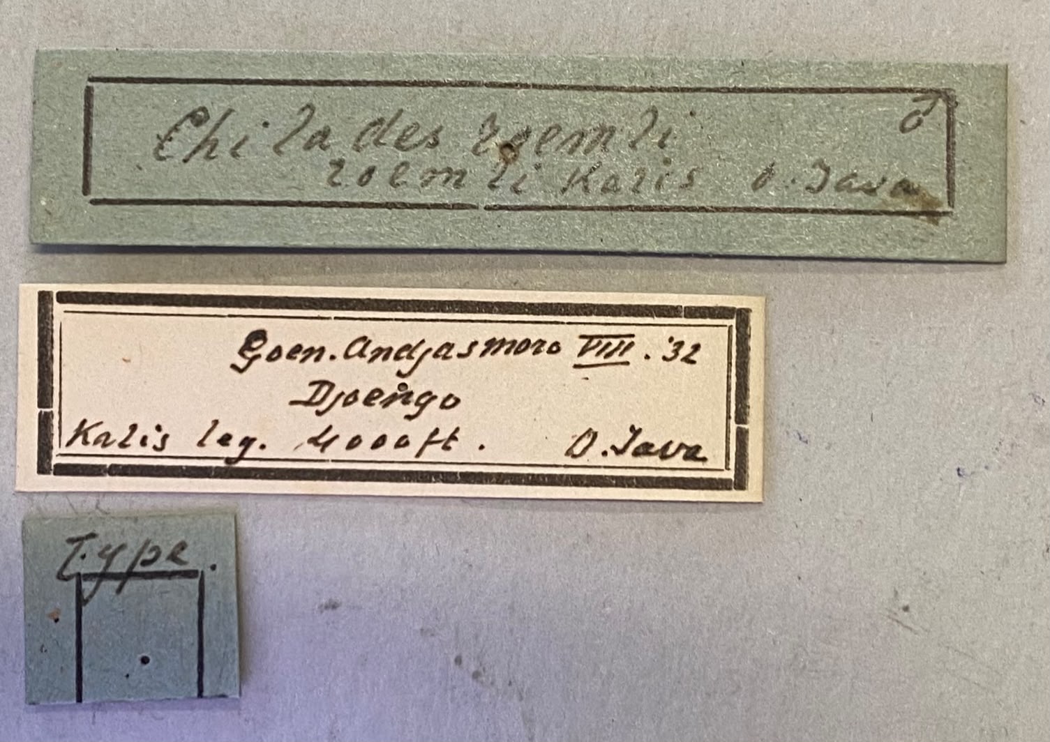 Chilades roemli T Labels.jpeg