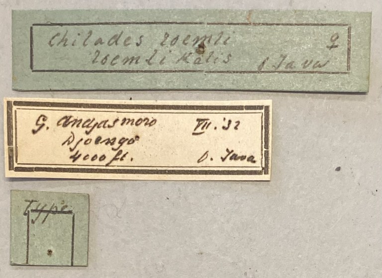 Chilades roemli T Labels.jpeg