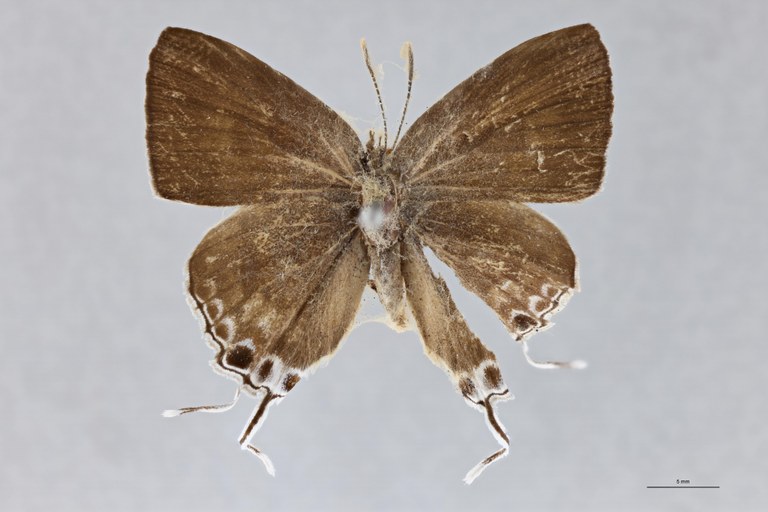 Hypolycaena sipylus bella T D.jpg