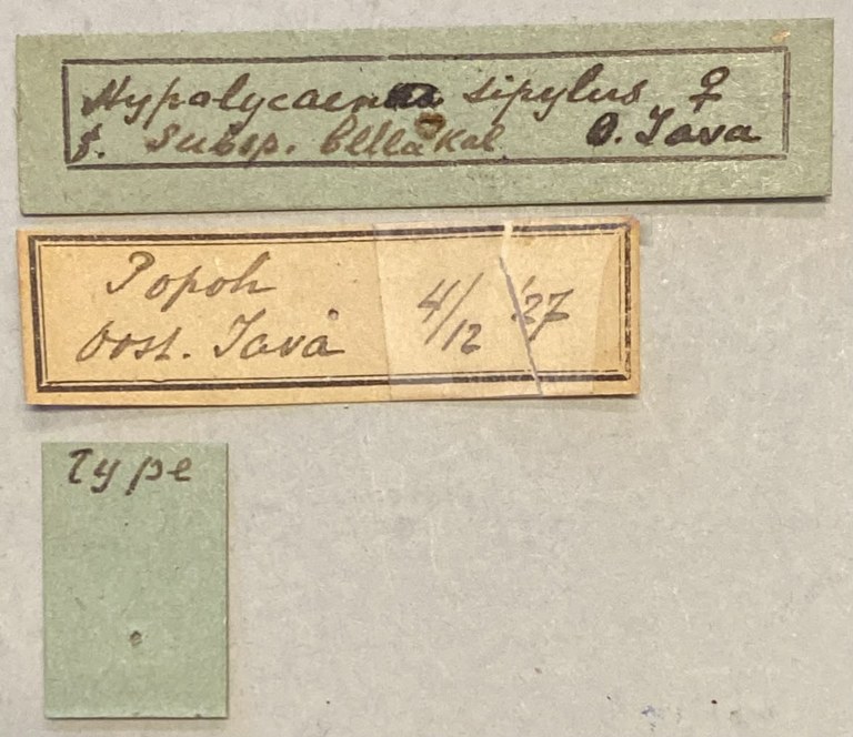 Hypolycaena sipylus bella T Labels.jpeg
