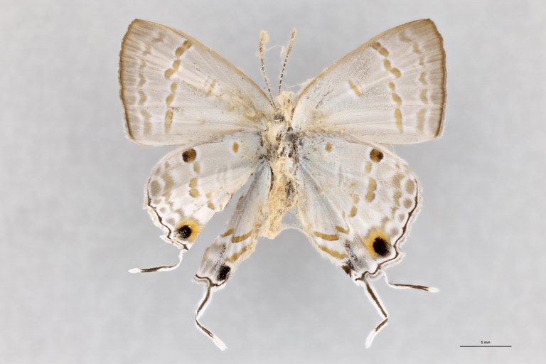 Hypolycaena sipylus bella T V.jpg