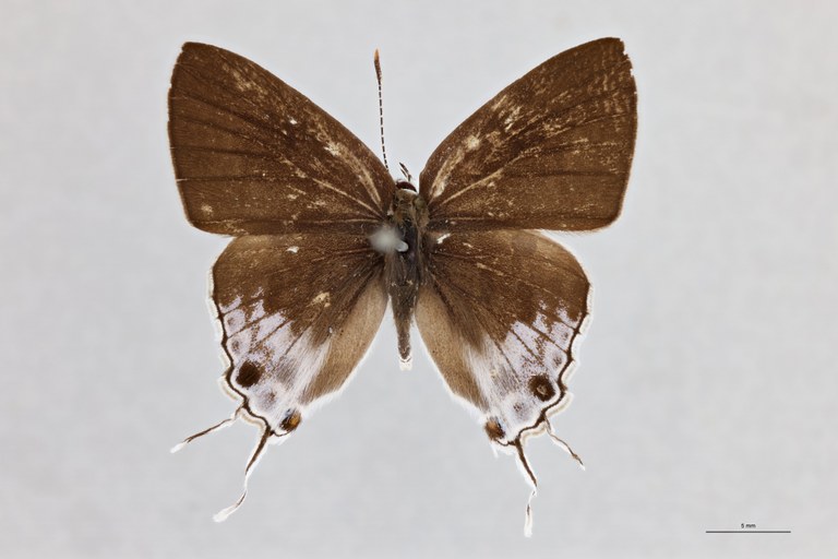 Hypolycaena sipylus bella T D.jpg