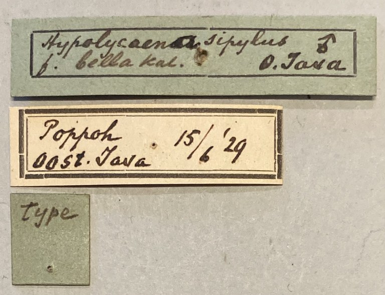 Hypolycaena sipylus bella T Labels.jpeg