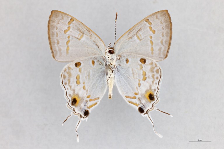Hypolycaena sipylus bella T V.jpg