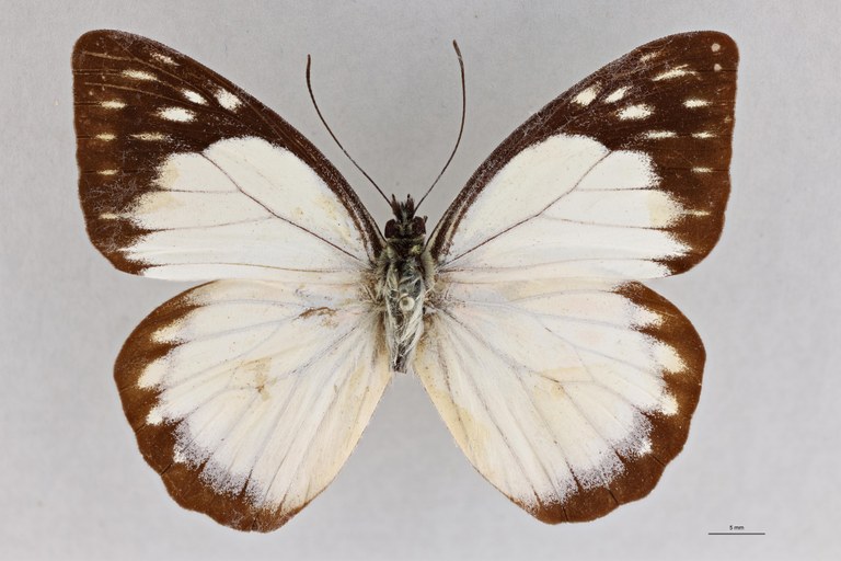 Prioneris autothisbe branchii T D.jpg