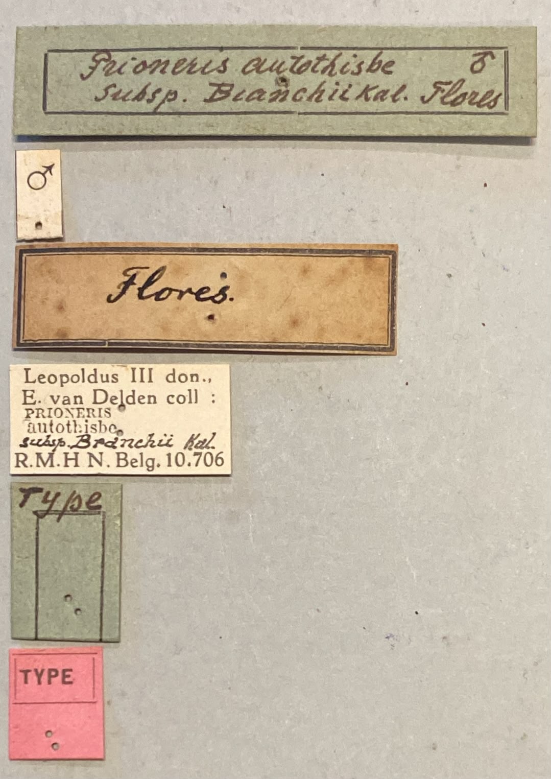 Prioneris autothisbe branchii T Labels.jpeg