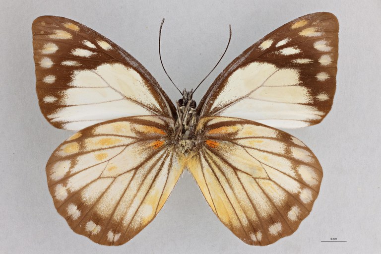Prioneris autothisbe branchii T V.jpg