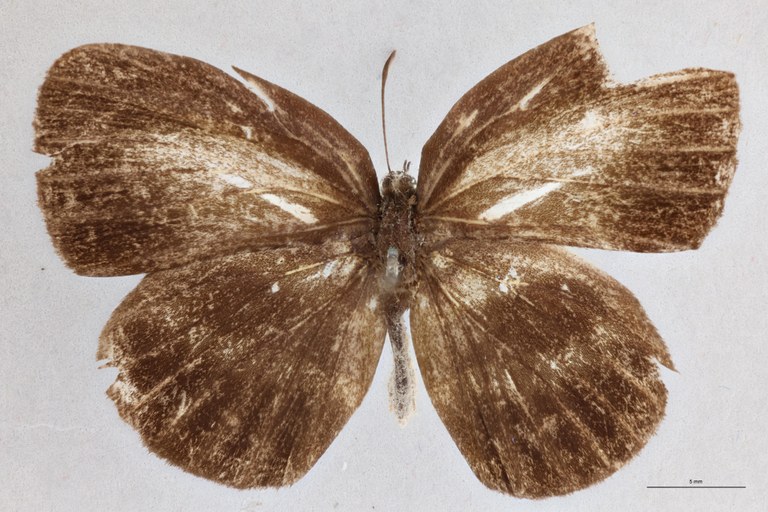 Thysonotis schaffera D.jpg