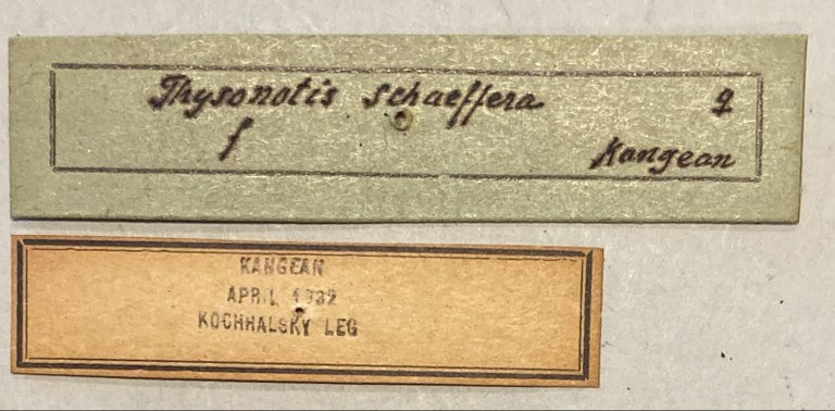 Thysonotis schaffera Labels.jpeg