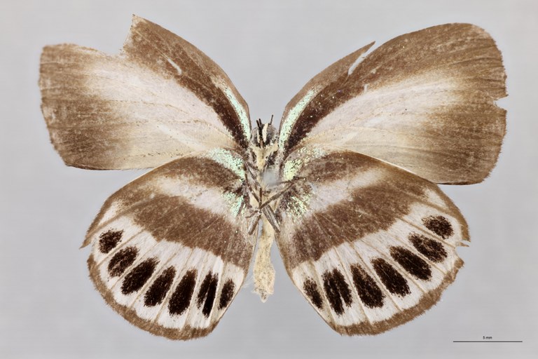 Thysonotis schaffera V.jpg