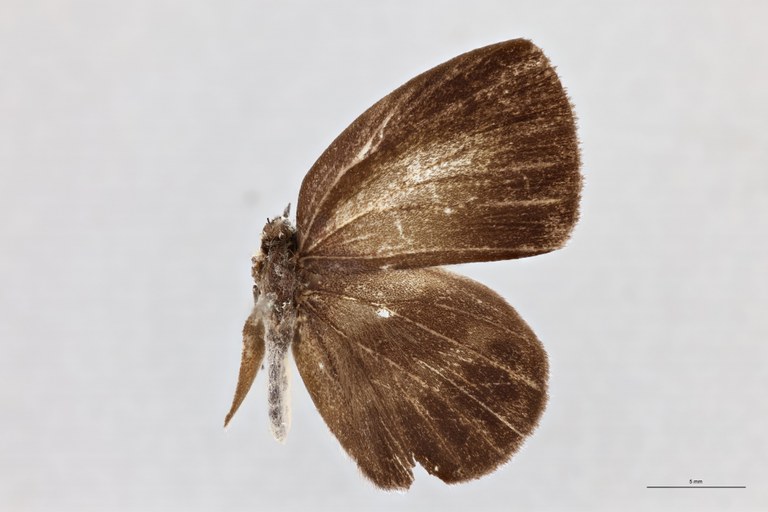 Thysonotis schaffera D.jpg