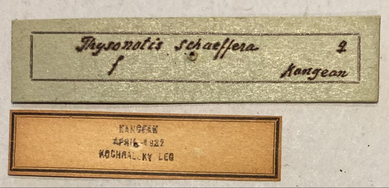 Thysonotis schaffera Labels.jpeg