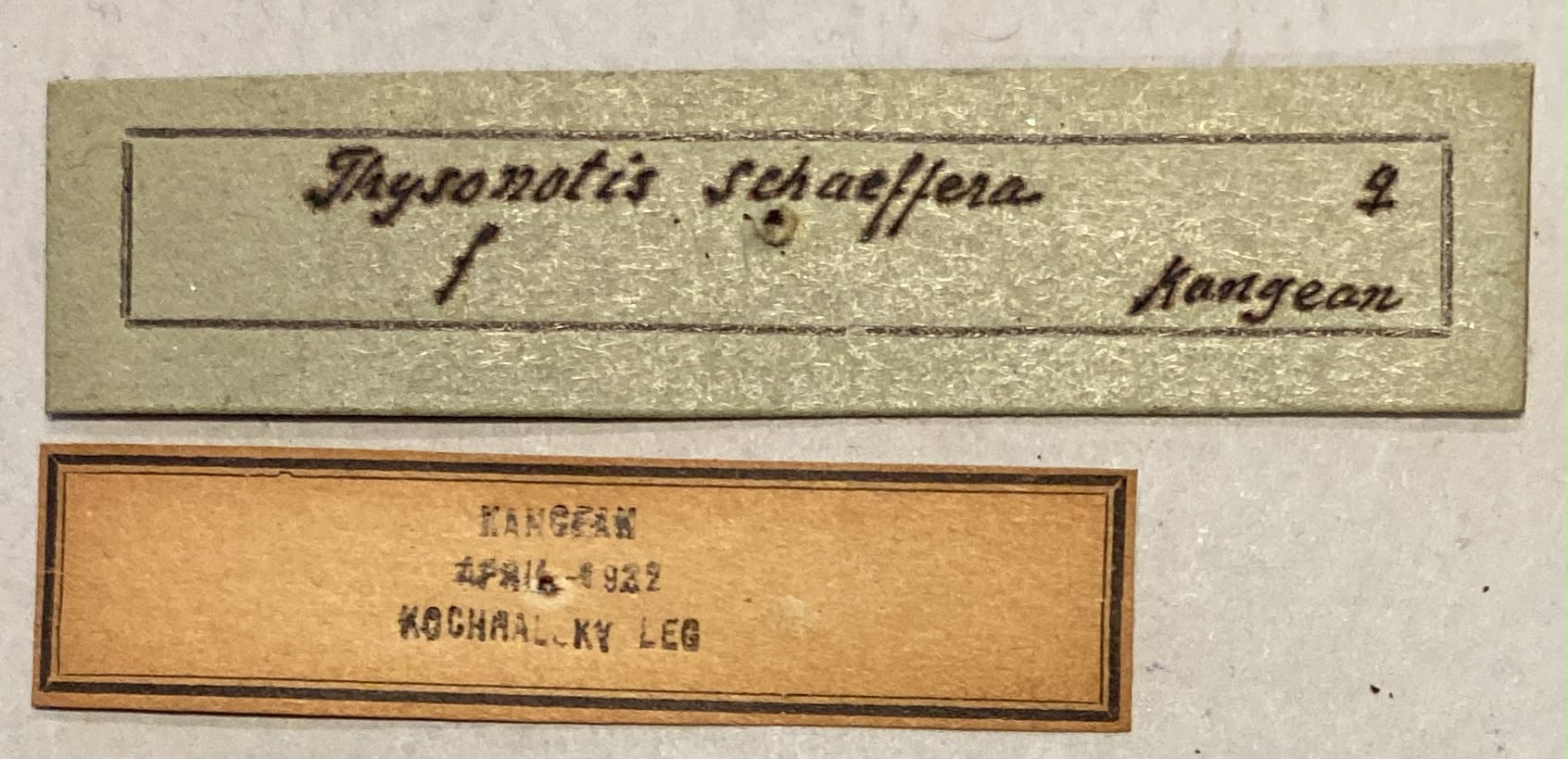 Thysonotis schaffera Labels.jpeg