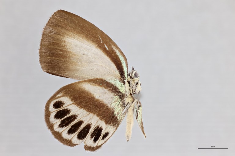 Thysonotis schaffera V.jpg