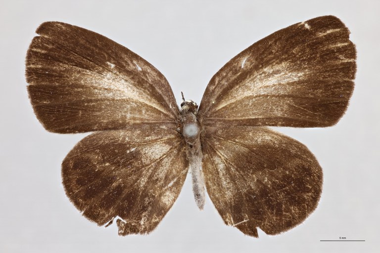 Thysonotis schaffera D.jpg