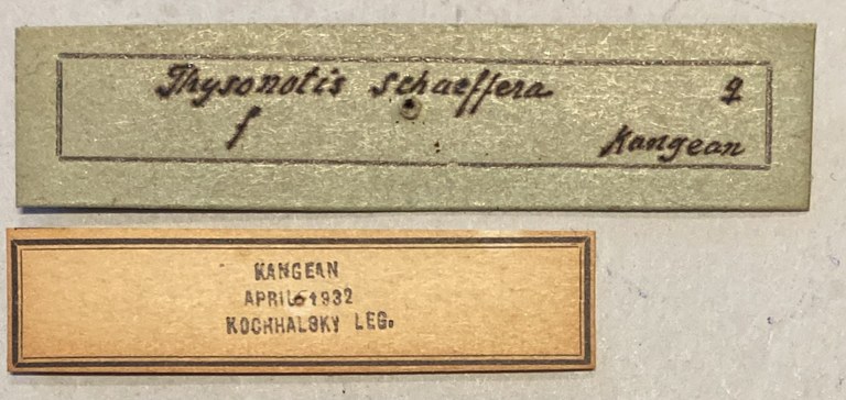 Thysonotis schaffera Labels.jpeg