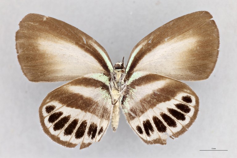 Thysonotis schaffera V.jpg
