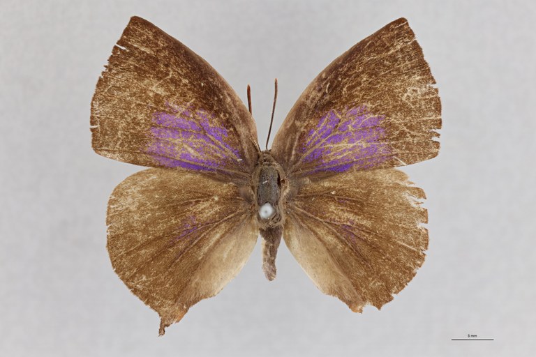 Horsfieldia narada T D.jpg