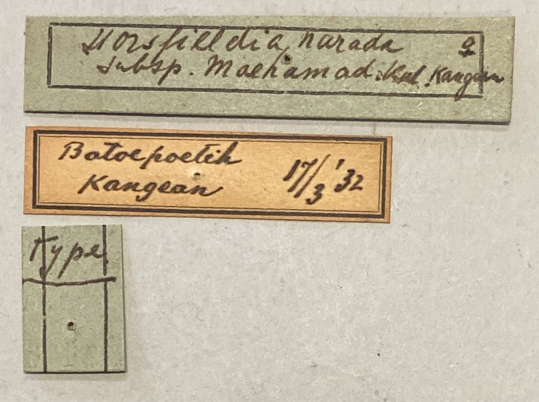 Horsfieldia narada T Labels.jpeg