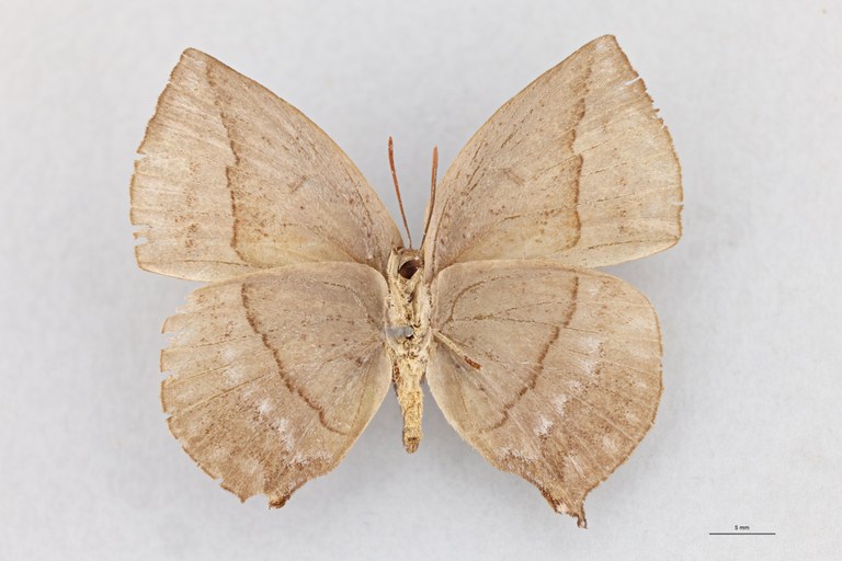 Horsfieldia narada T V.jpg