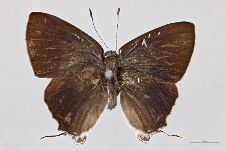 Rapala schistaceae satelliticus T D.jpg
