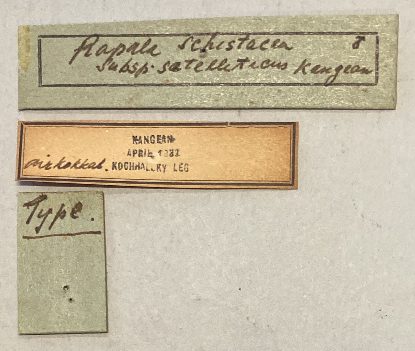 Rapala schistaceae satelliticus T Labels.jpeg
