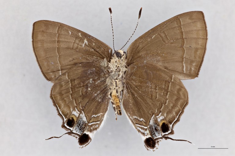 Rapala schistaceae satelliticus T V.jpg