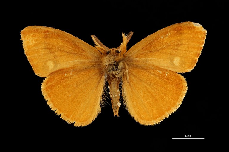 Orgyia antiqua ab. pallida t V ZS PMax Scaled.jpeg Orgyia antiqua ab. pallida t V ZS PMax Scaled.jpeg