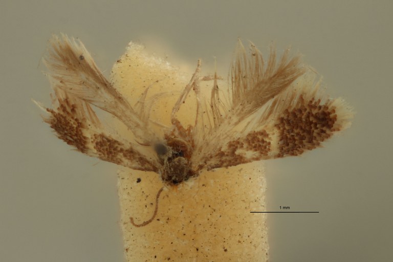 Nepticula libiezi ht D.jpg