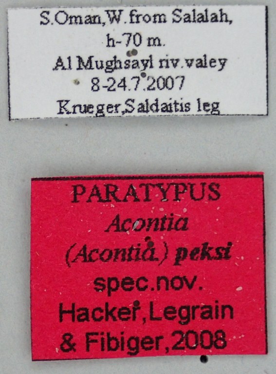Acontia peksi Pt Labels.jpg Acontia peksi Pt Labels.jpg
