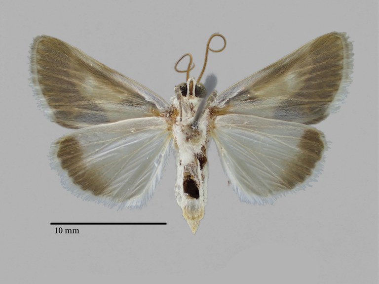 Acontia peksi Pt V.jpg Acontia peksi Pt V.jpg