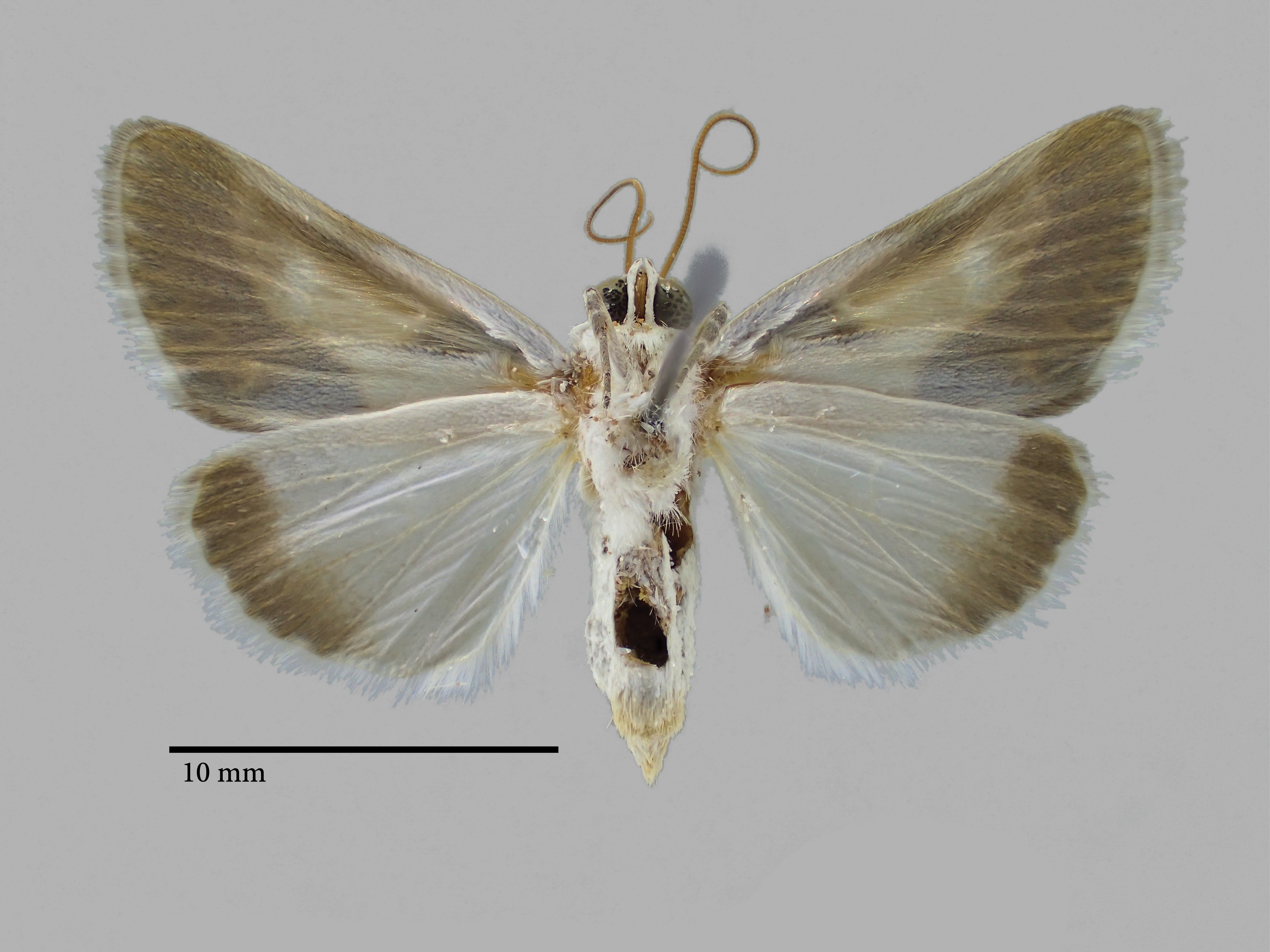 Acontia peksi Pt V.jpg
