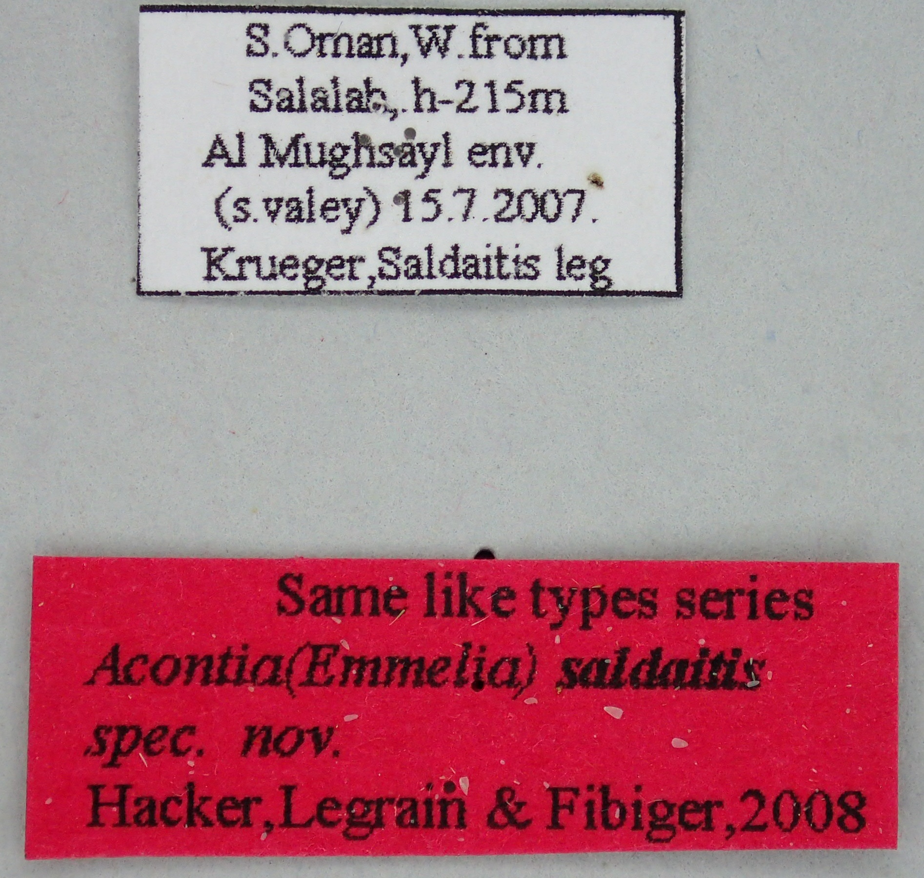 Acontia saldaitis Labels.jpg