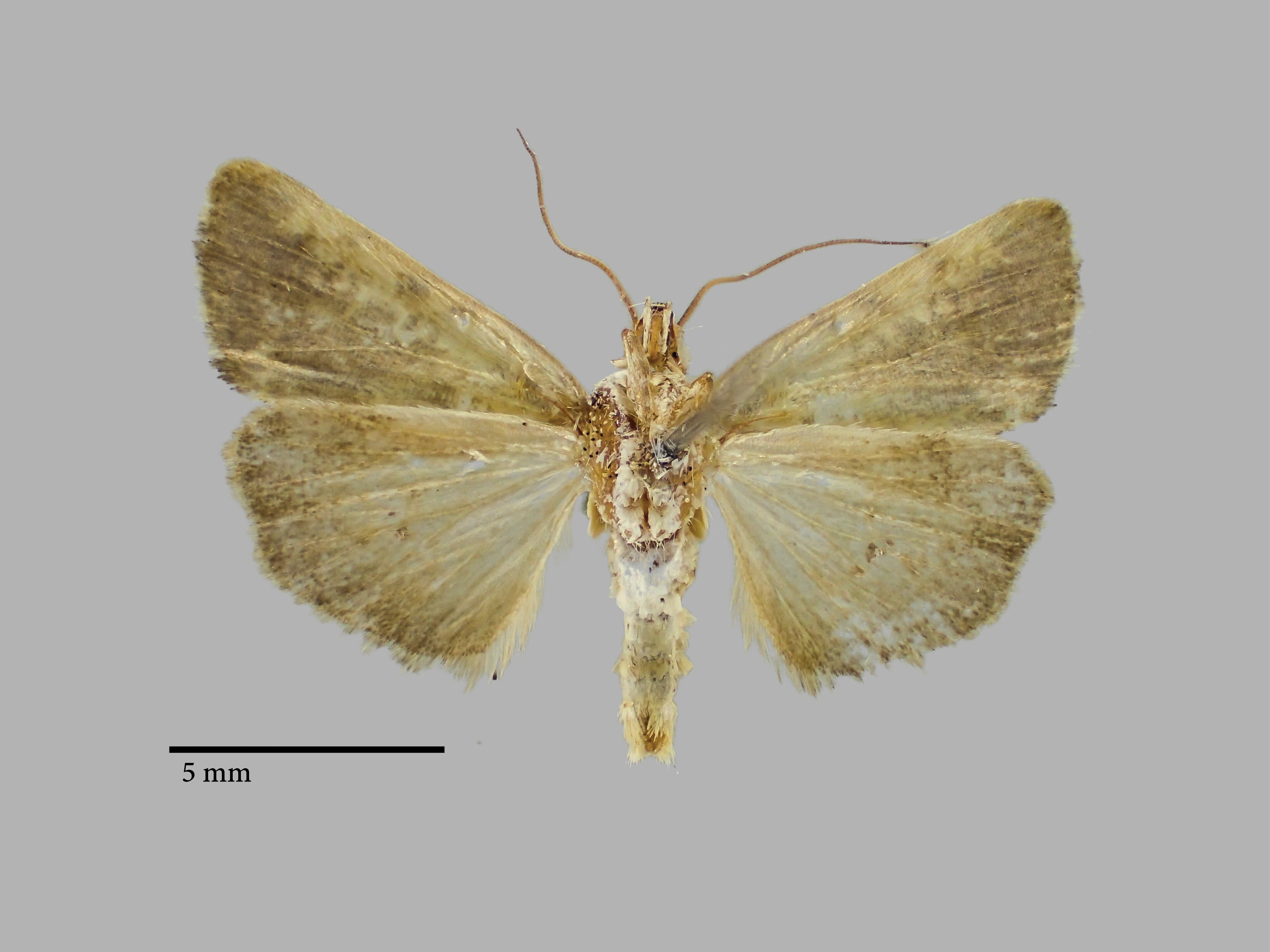 Acontia saldaitis V.jpg