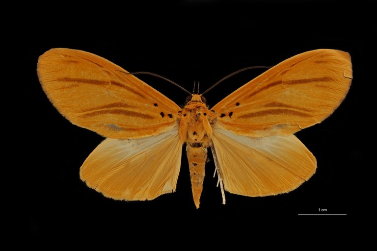 Asota celebensis ht D.jpg Asota celebensis ht D.jpg