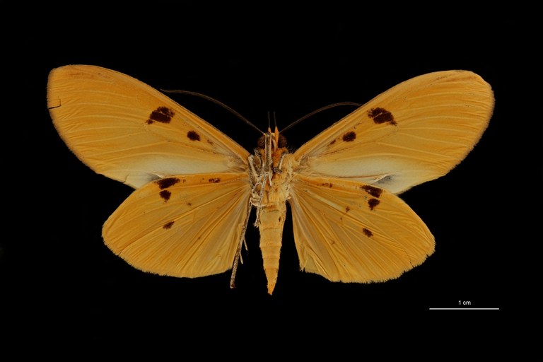 Asota celebensis ht V.jpg Asota celebensis ht V.jpg