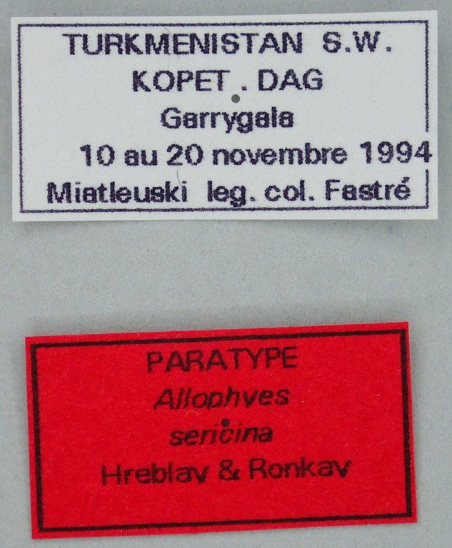 Allophyes sericina Pt Labels.jpg Allophyes sericina Pt Labels.jpg
