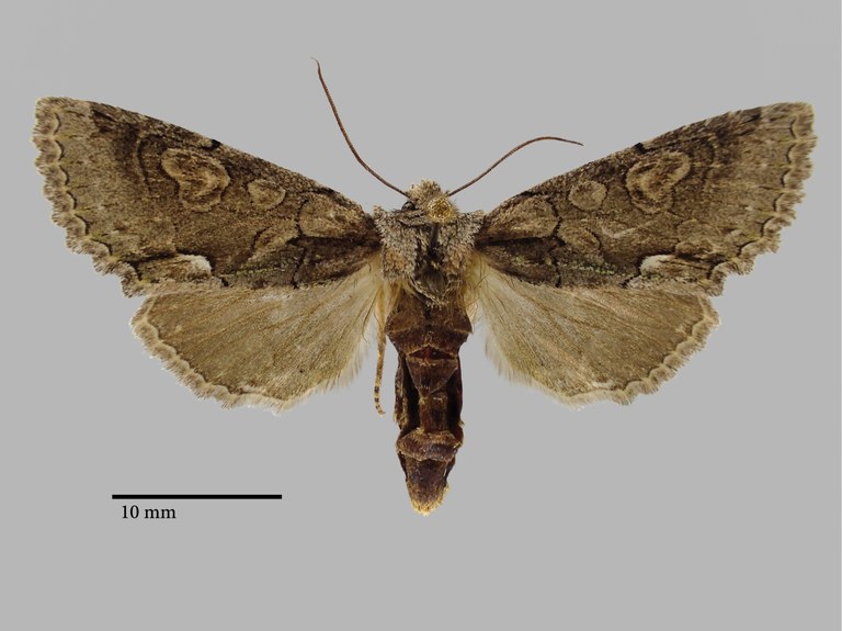 Allophyes sericina Pt D.jpg Allophyes sericina Pt D.jpg
