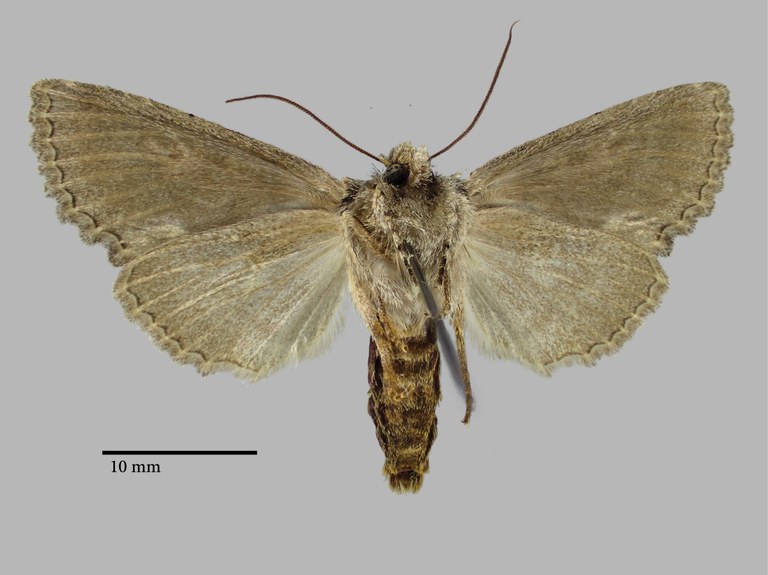 Allophyes sericina Pt V.jpg Allophyes sericina Pt V.jpg