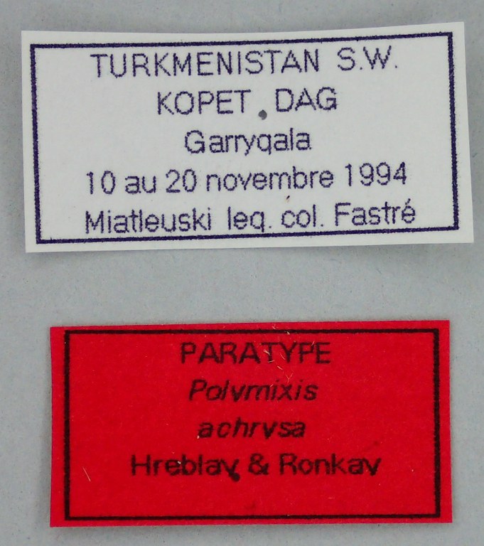 Polymixis archrysa Pt Labels.jpg Polymixis archrysa Pt Labels.jpg