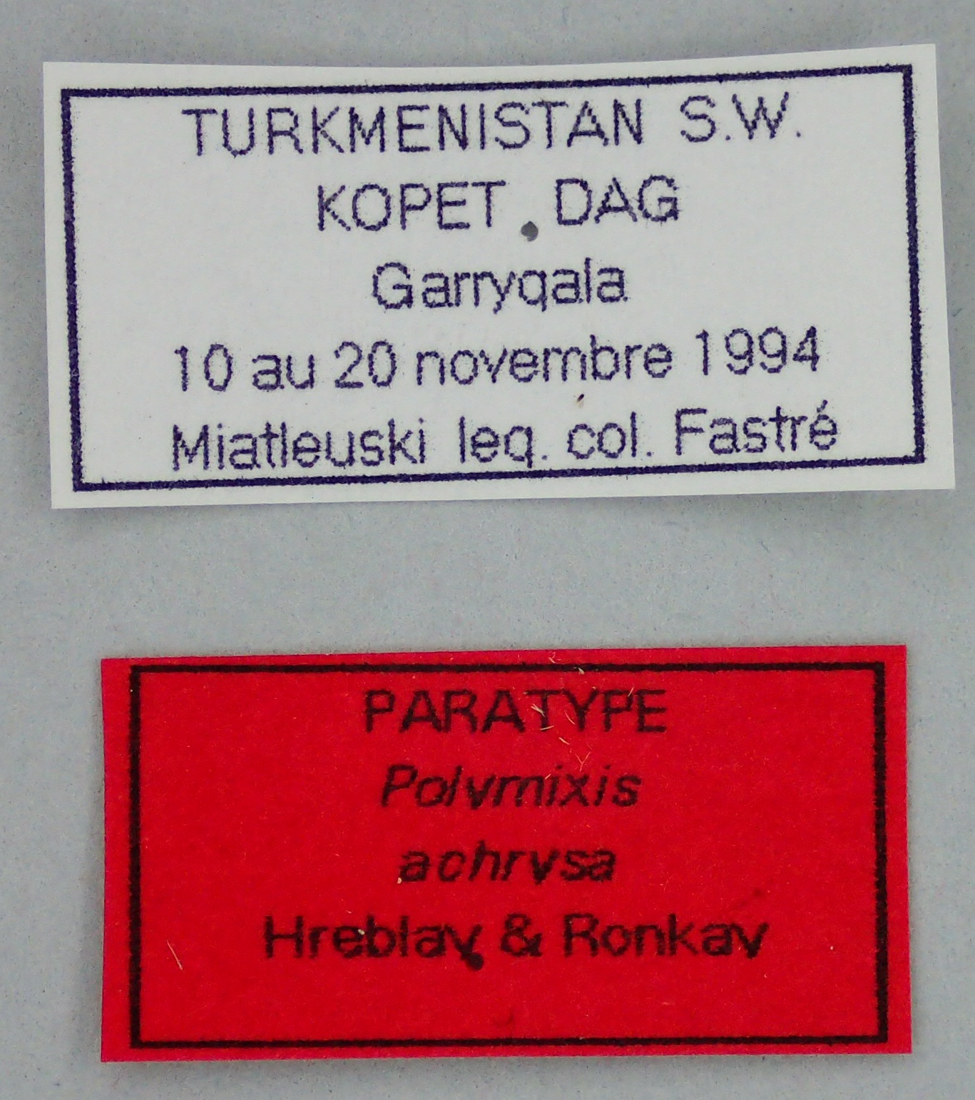 Polymixis archrysa Pt Labels.jpg