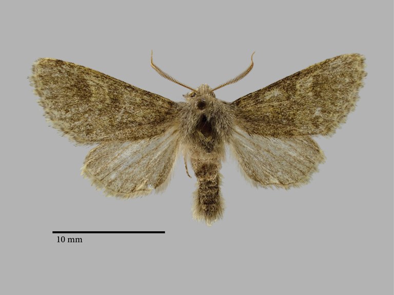 Polymixis archrysa Pt D.jpg Polymixis archrysa Pt D.jpg