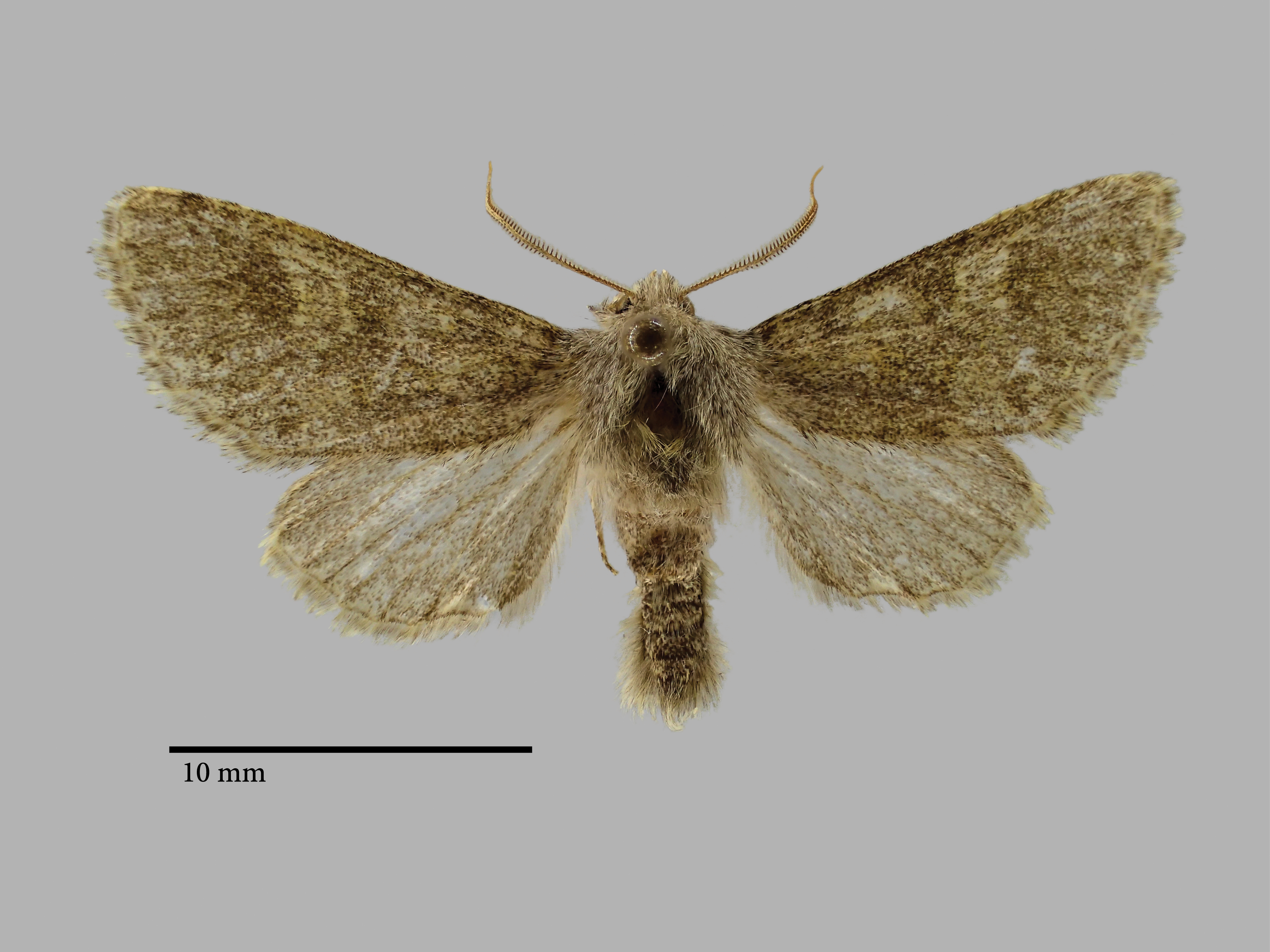 Polymixis archrysa Pt D.jpg