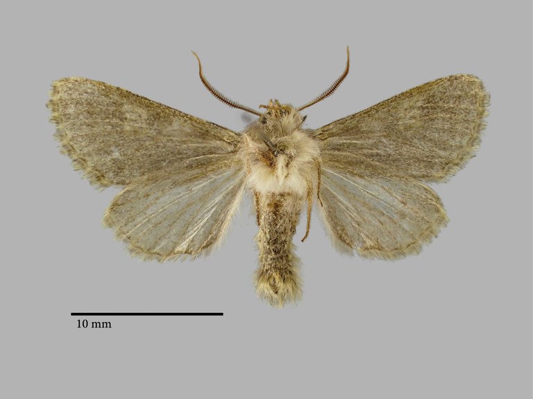 Polymixis archrysa Pt V.jpg Polymixis archrysa Pt V.jpg