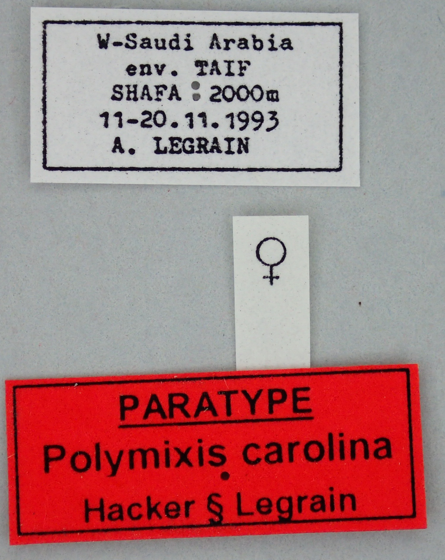 Polymixis carolina F Pt Labels.jpg