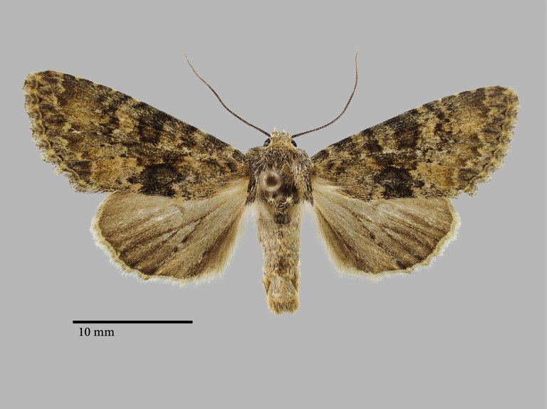 Polymixis carolina F Pt D.jpg