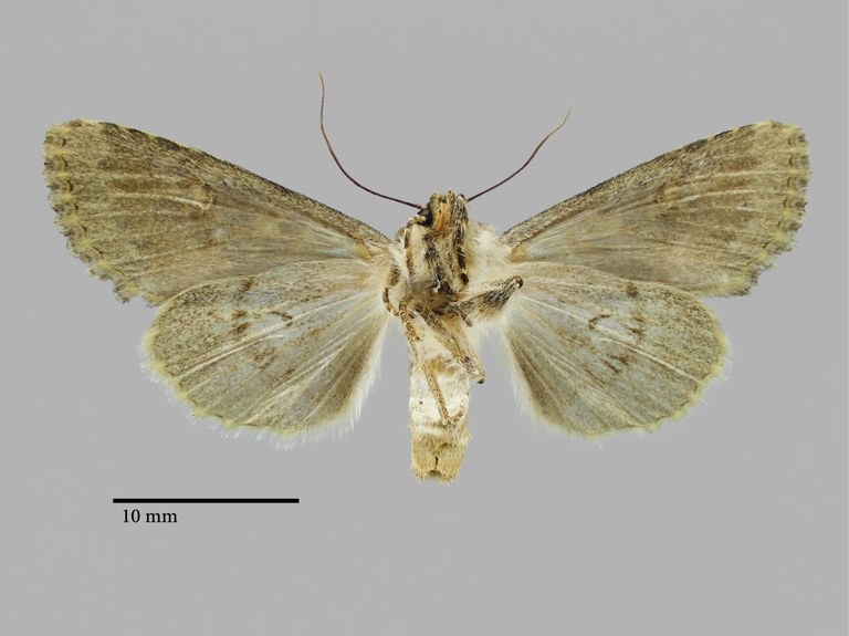 Polymixis carolina F Pt V.jpg