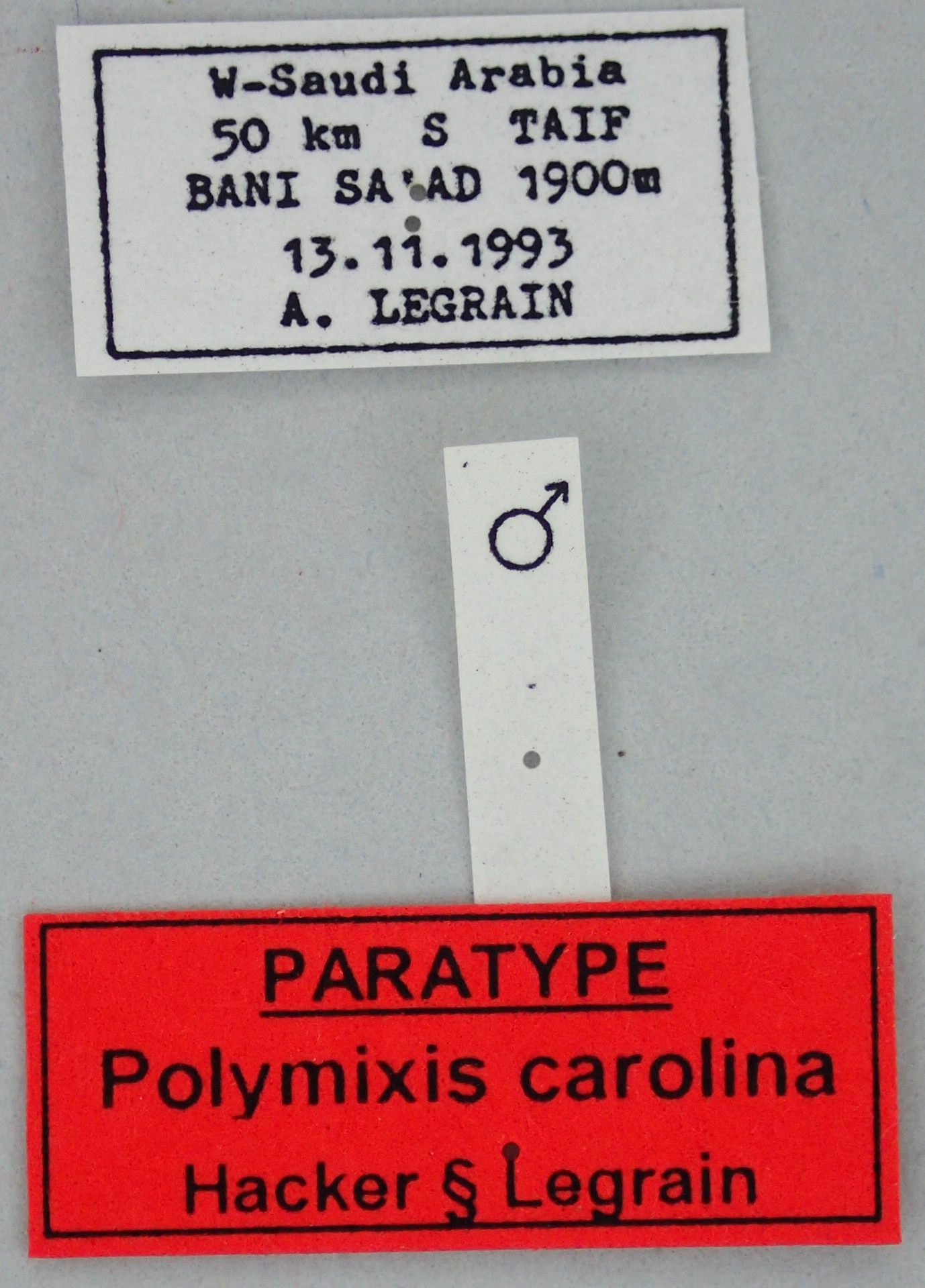 Polymixis carolina M Pt Labels.jpg