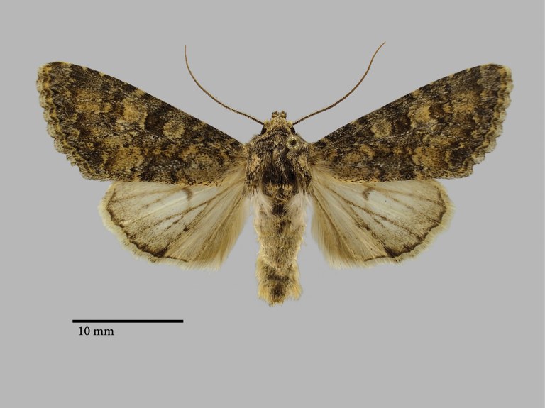 Polymixis carolina M Pt D.jpg